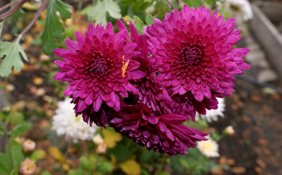 Chrysanthemum beauty nature