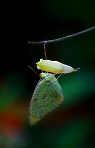 Butterfly pupa nature insect