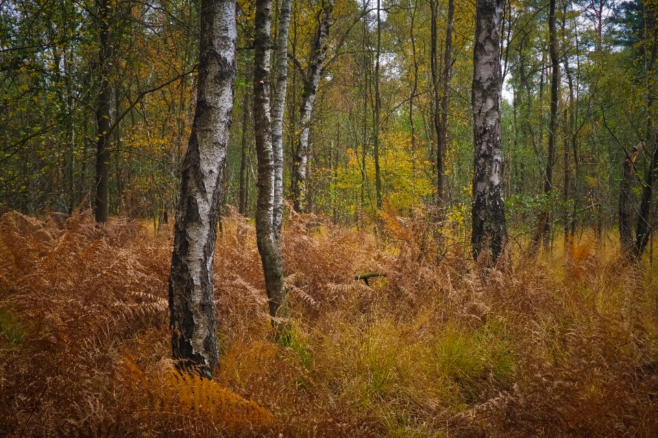 Landscape trees autumn