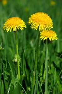 Nature flower meadow