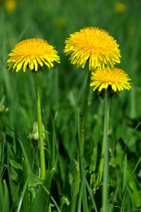 Nature flower meadow photo