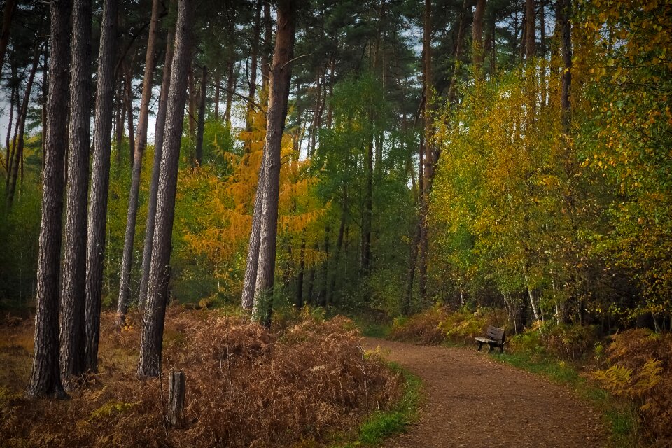 Landscape trees forest path