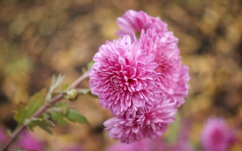 Chrysanthemum beauty nature photo