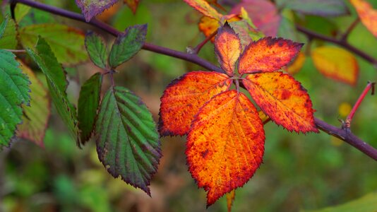 Colorful blackberry autumn