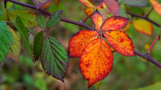 Colorful blackberry autumn photo