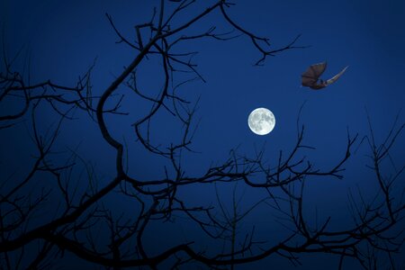 Dark halloween darkness
