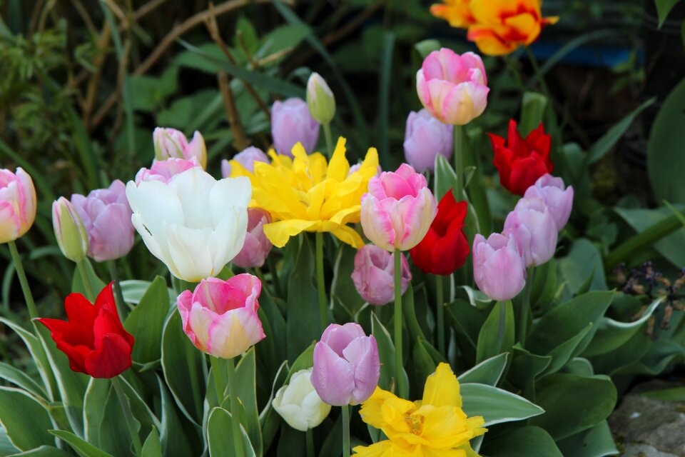 Flowering spring tulip spring