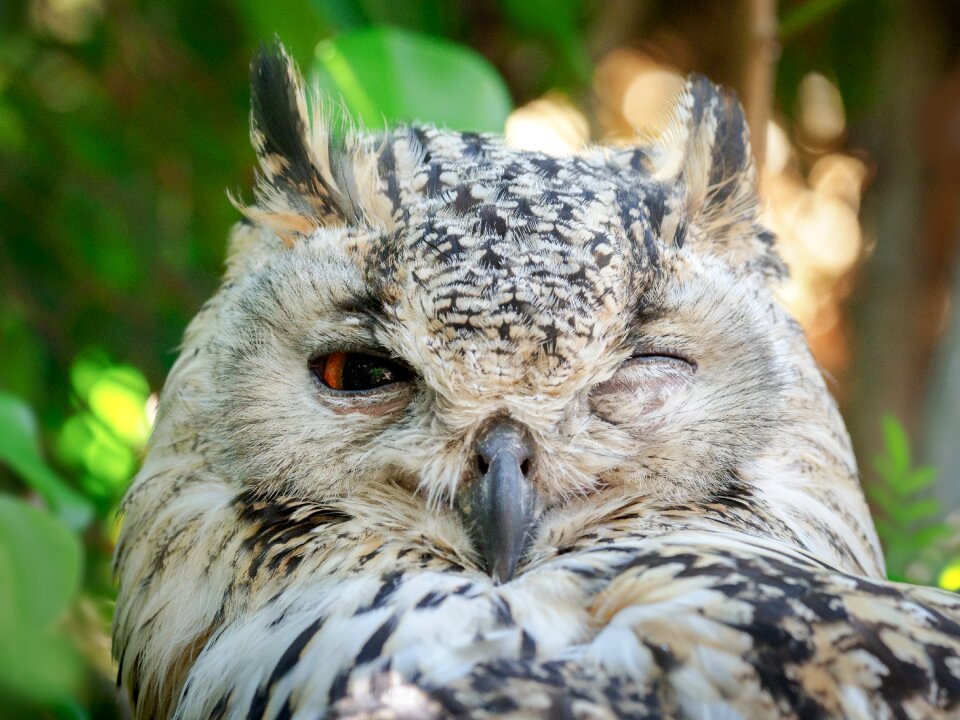 Animal nature eagle photo