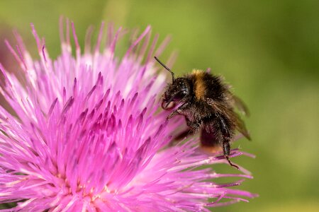 Insect nature pollination photo