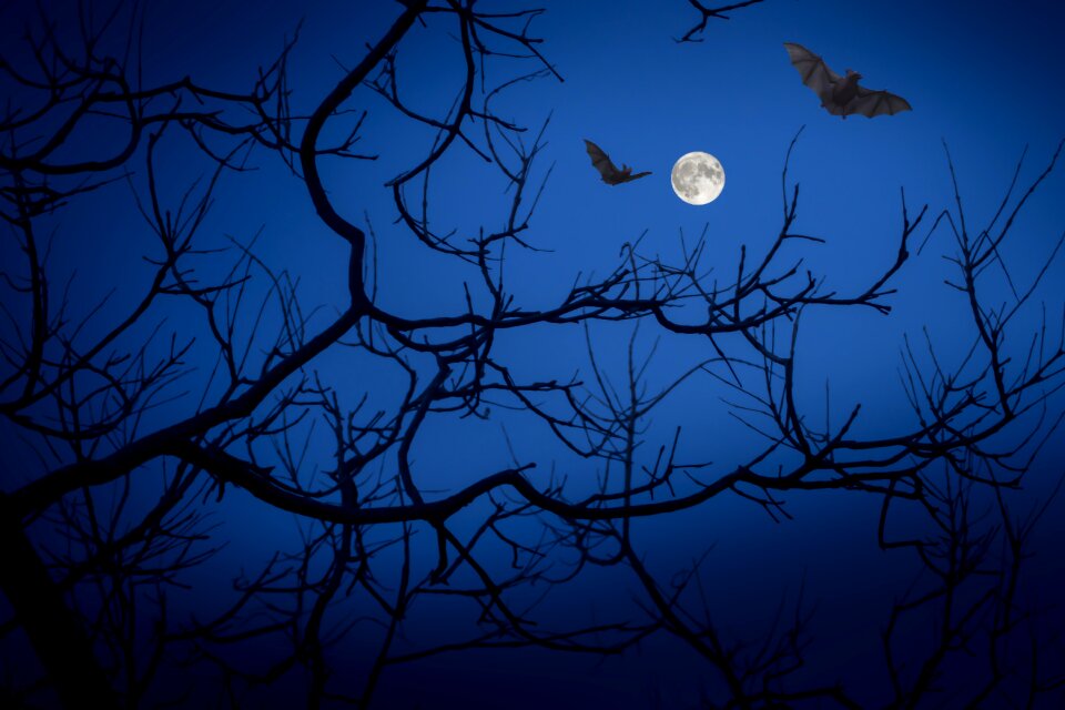 Darkness halloween happyhalloween