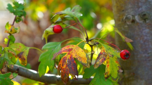 Fruit foliage crataegus