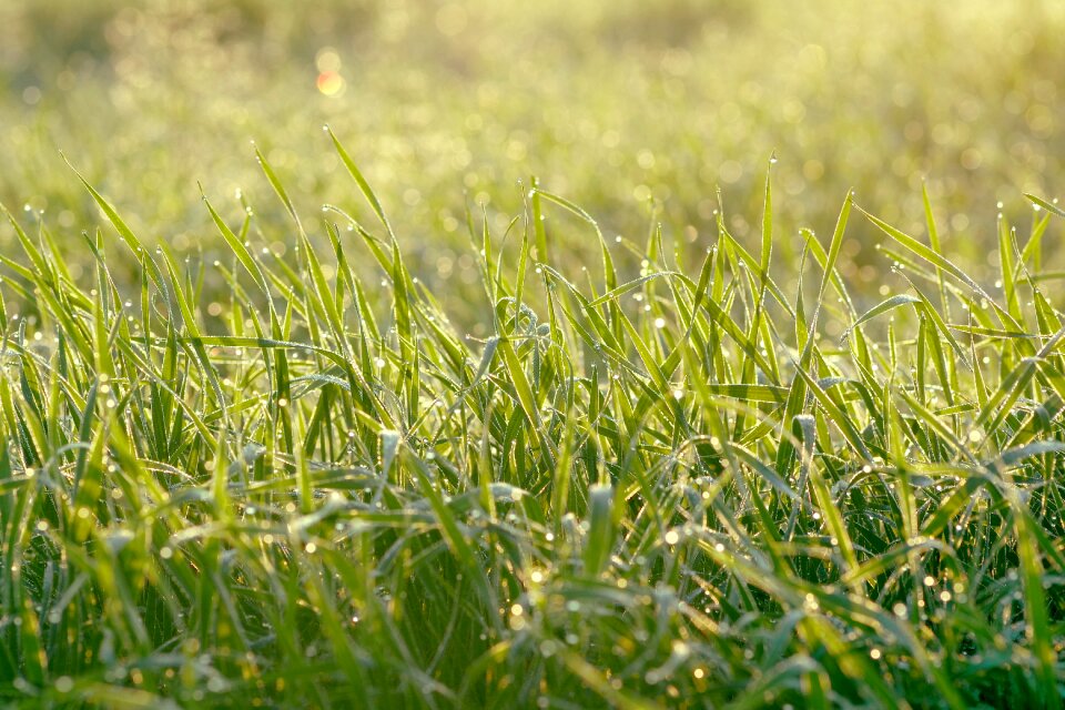 Drops wet grass morning