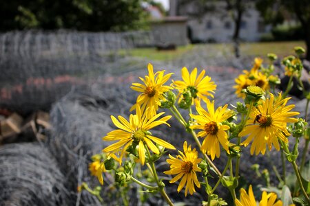 Cup plant flowers yellow