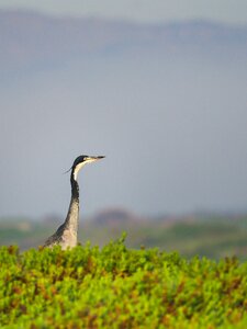 Nature animal wildlife photo