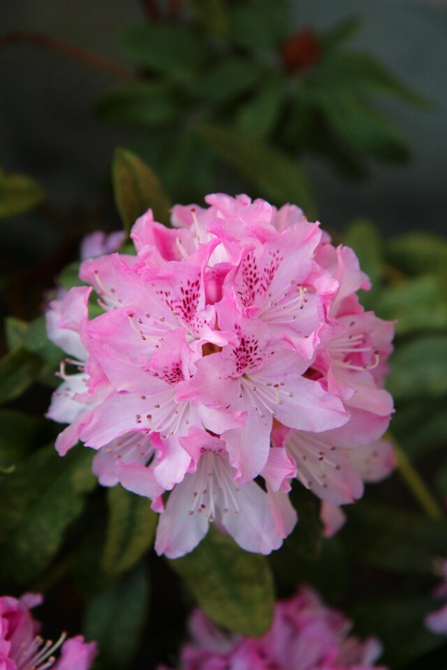 Rhododendron pink flowering pink flowers