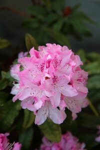 Rhododendron pink flowering pink flowers