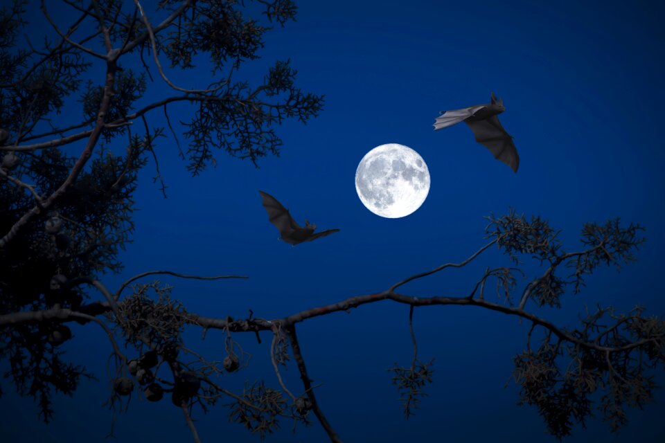 Bats darkness halloween
