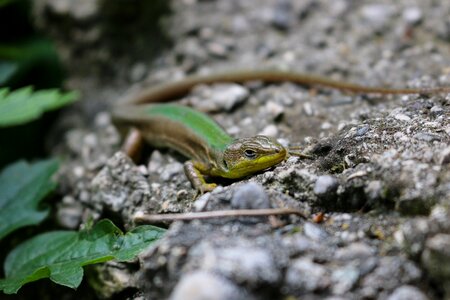 Reptile nature wallpaper