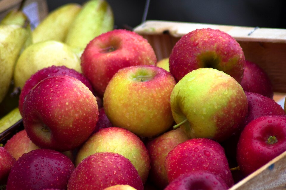 Fruit fall harvest
