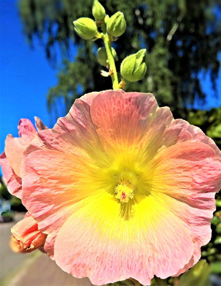 Mallow shrub blossom