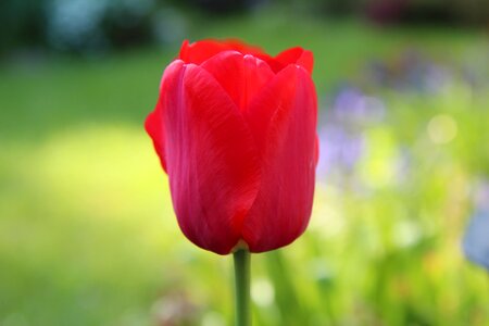 Red tulip tulip spring tulips red photo