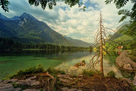 Alpine tree dry photo