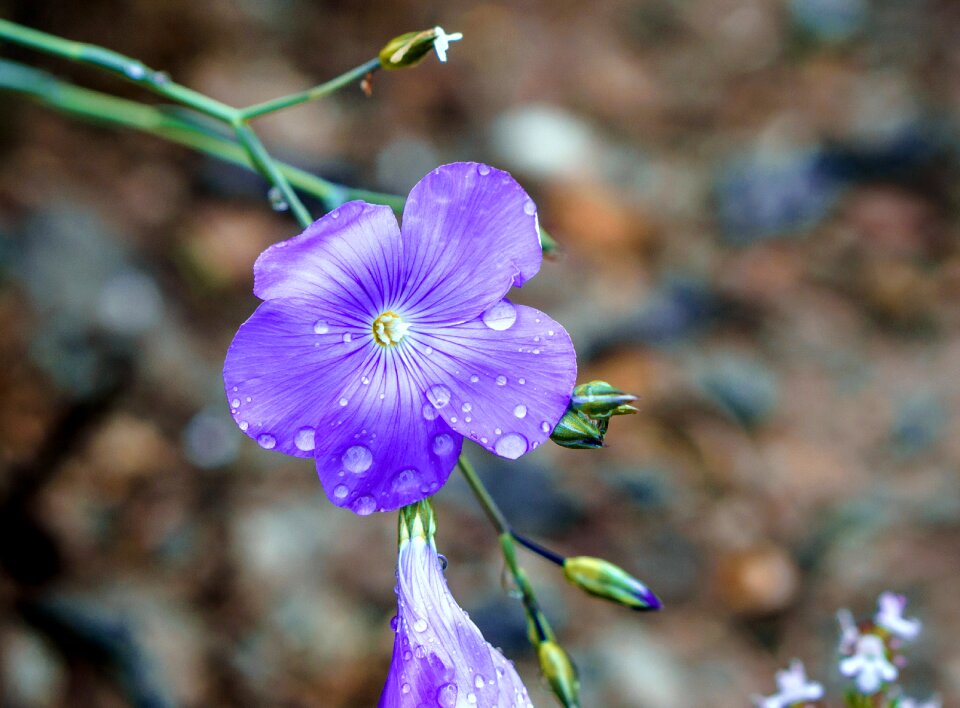 Petals nature plants