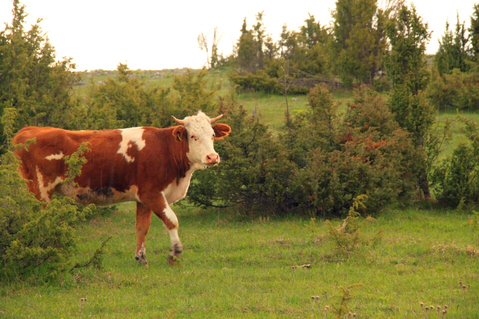 Milk cattle village
