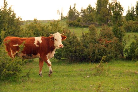 Milk cattle village