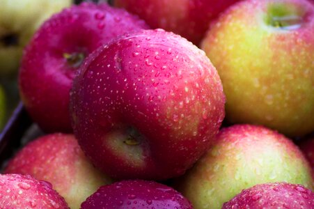 Fruit fall harvest