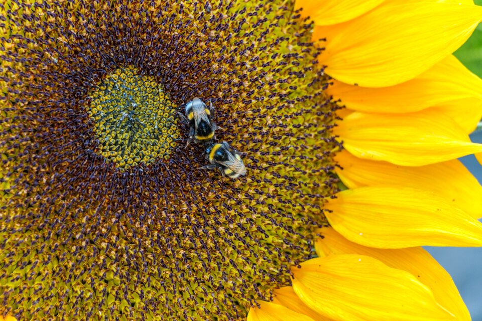 Bloom nature insect