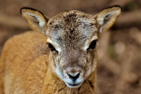 Wild animal european mouflon ungulate photo