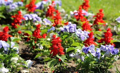 Pansies spring plants