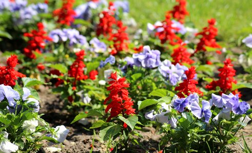 Pansies spring plants photo