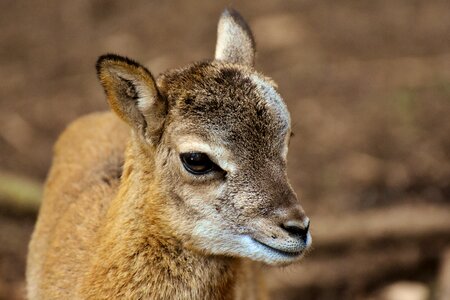 Wild animal european mouflon ungulate