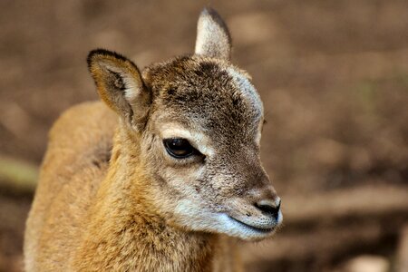 Wild animal european mouflon ungulate photo