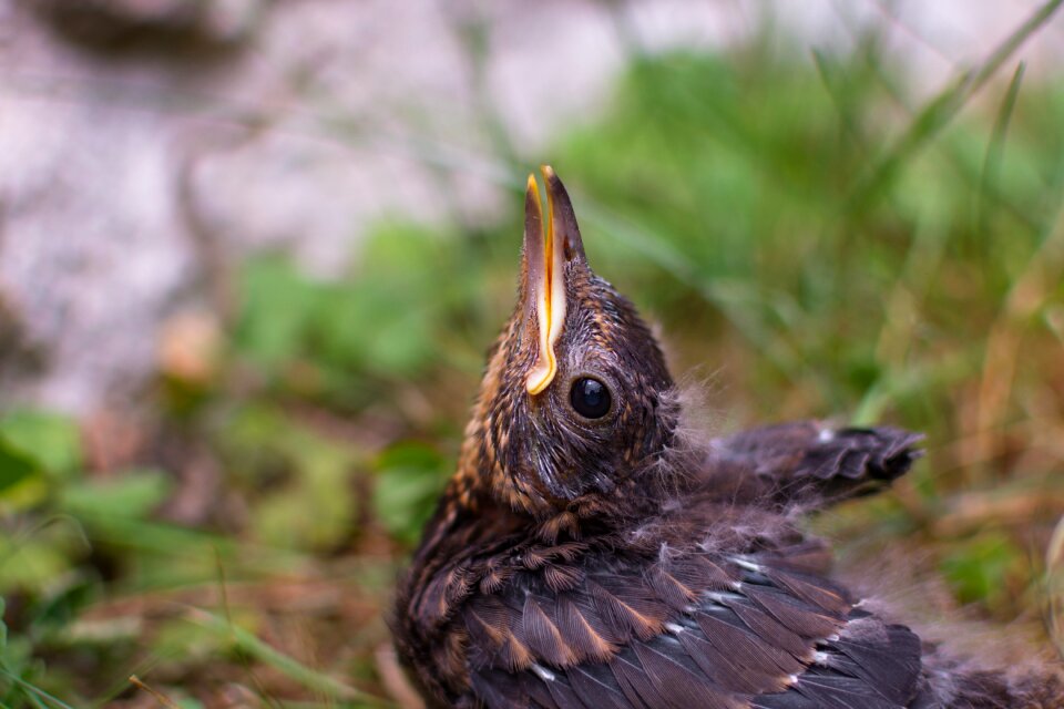 Songbird young bird hunger