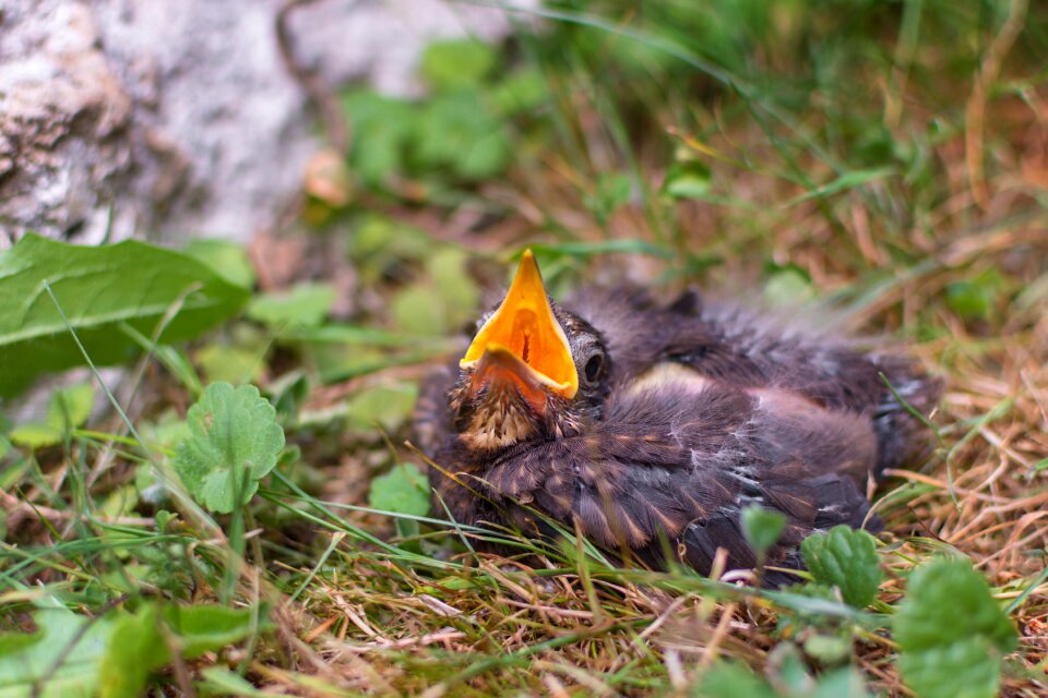 Songbird young bird hunger