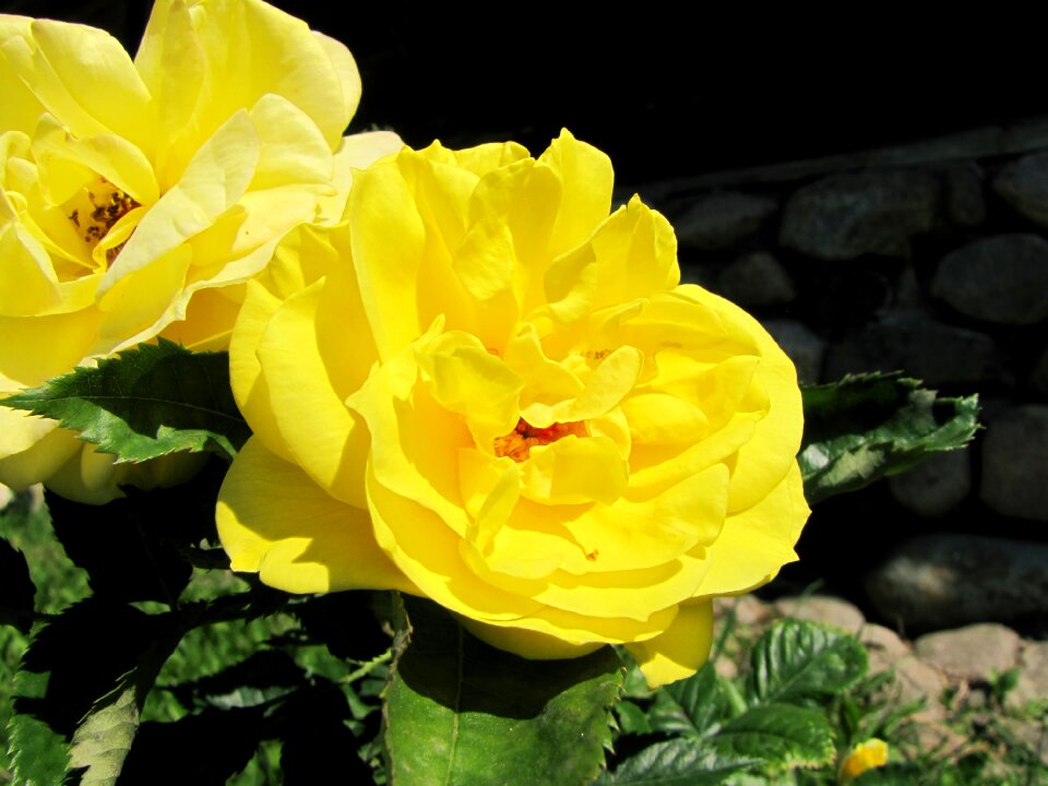Sheet petal yellow