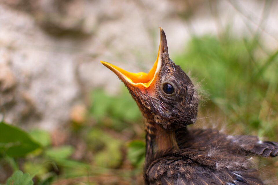 Songbird young bird hunger