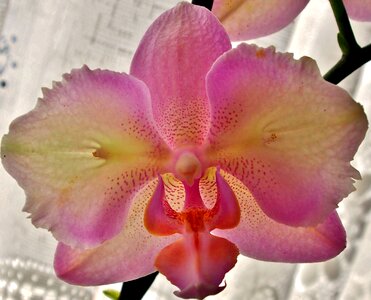 Pink close up orchid flower photo