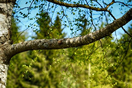 Tree wood nature