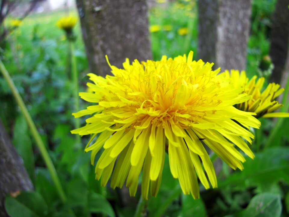 Summer garden dandelion