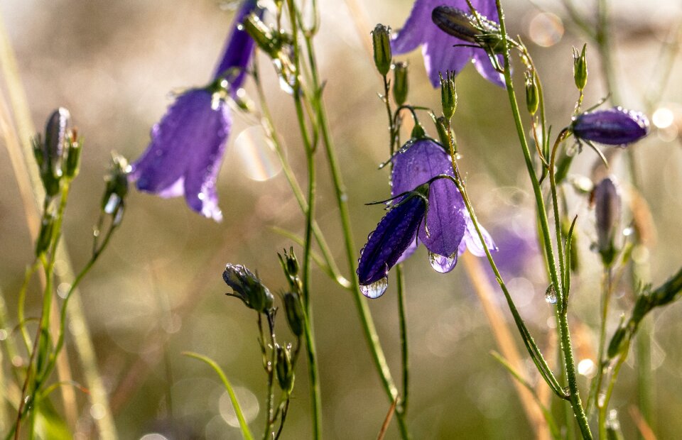 Dewdrop wet bellflower family