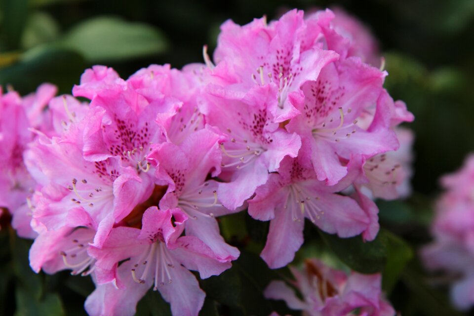 Rhododendron pink pink flower spring