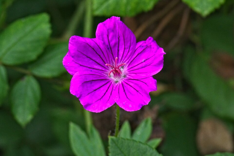 Wild plant blossom bloom