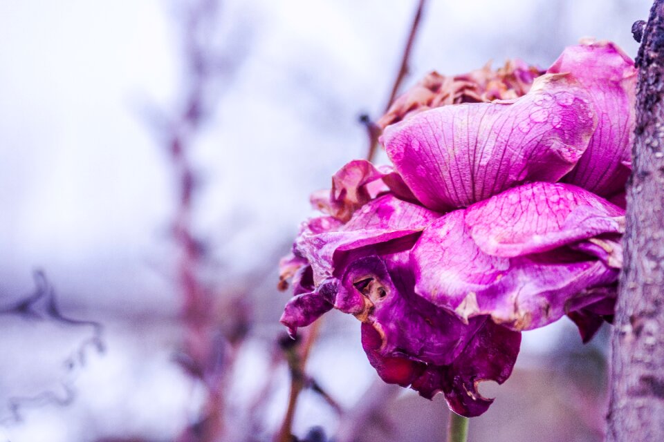 Plant pink white photo