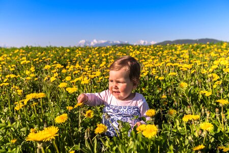 Hayfield dandelion baby photo