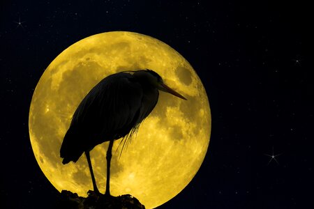 Heron moon full moon