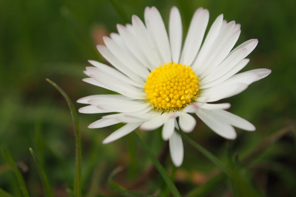 Daisy flower nature photo